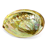 Abalone Shell
