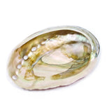 Abalone Shell