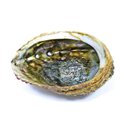 Abalone Shell