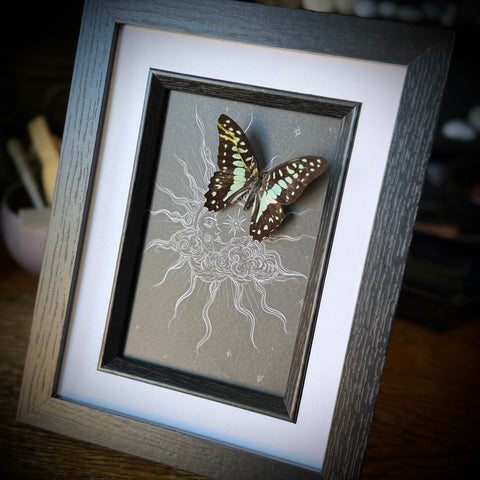 Framed Butterfly on Celestial Print