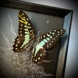 Framed Butterfly on Celestial Print